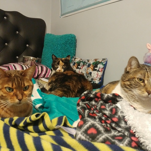 🐘🐘 Follow Game 🐘🐘 - Picture 5 of 6